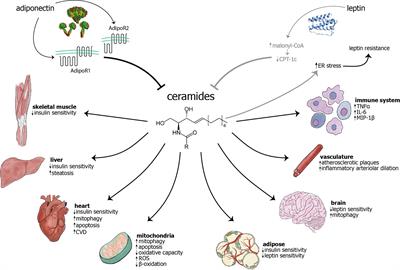 The Role of Ceramides in Diabetes and Cardiovascular Disease Regulation of Ceramides by Adipokines